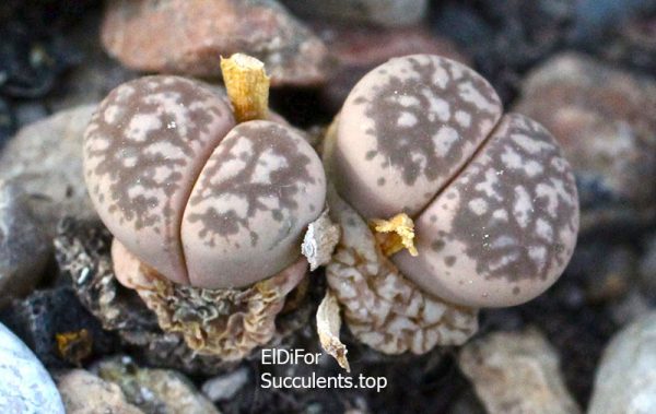 Lithops hermetica SH2003 Sperrgebeit IMG_3844 копия