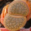 Lithops hookeri v.subfenestrata C175 (MG-1616.68) IMG_3418 копия2