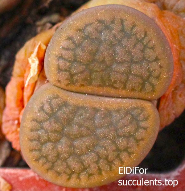 Lithops hookeri v.subfenestrata C175 (MG-1616.68) IMG_3418 копия2