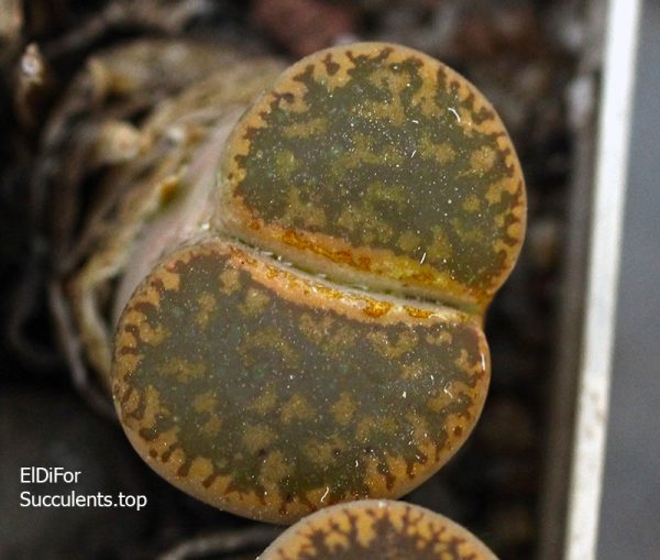 lithops aucampiae ‘Snowcap’ C392 (4455) IMG_4456 копия