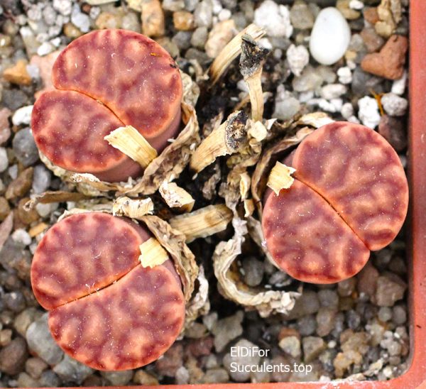 lithops bromfieldii C40 IMG_3481 копия