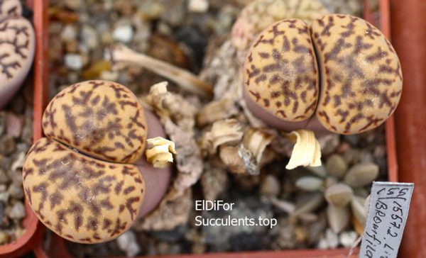 lithops bromfieldii v. bromfieldii C348 IMG_4345 копия