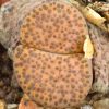 lithops fulviceps ‘lydiae’ C219 IMG_3549 копия