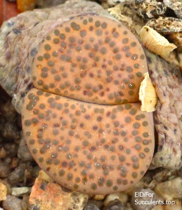 lithops fulviceps ‘lydiae’ C219 IMG_3549 копия