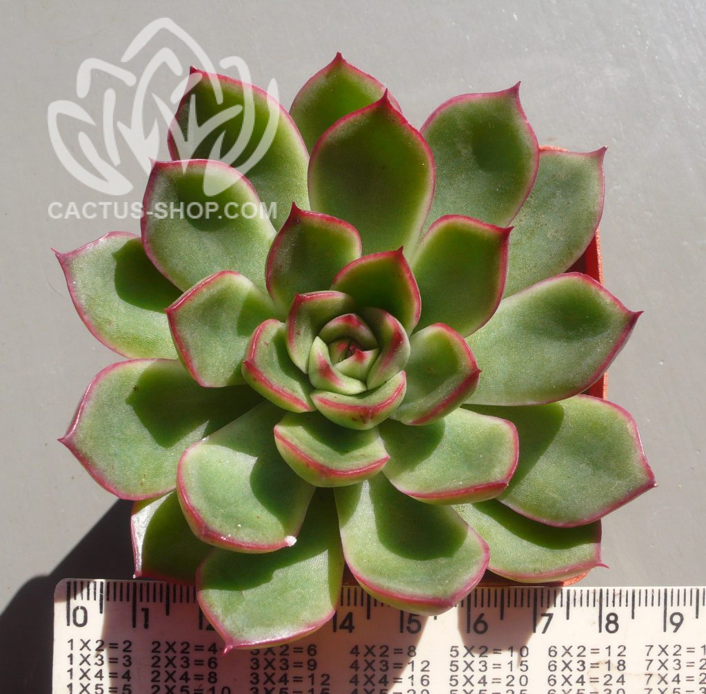 Echeveria Deranosa — Cactus-shop