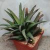 4336 Haworthia woolleyi