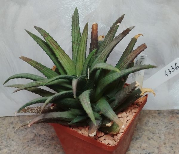 4336 Haworthia woolleyi