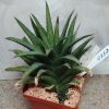 4337 Haworthia woolleyi SH