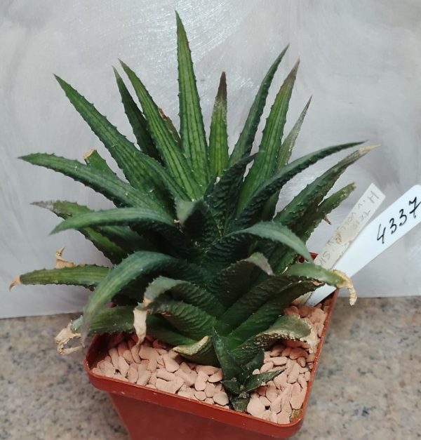 4337 Haworthia woolleyi SH