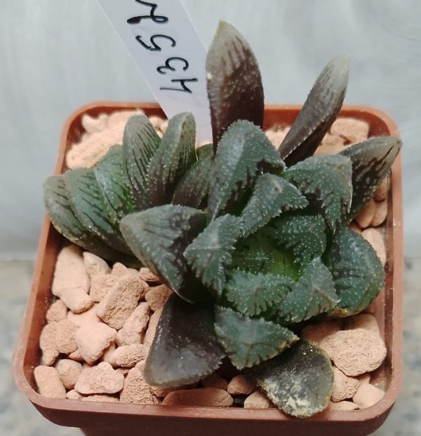 4352 Haworthia ‘Hakuteijyo’ hybrid