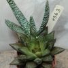 4363 Gasteria verrucosa + Haworthia reticulata hybrid