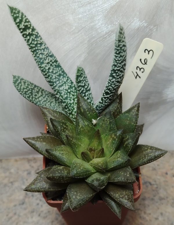 4363 Gasteria verrucosa + Haworthia reticulata hybrid