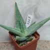 4365 Aloe ‘Vito’ hybrid