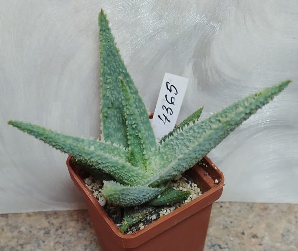 4365 Aloe ‘Vito’ hybrid