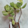 4368 Cotyledon tomentosa