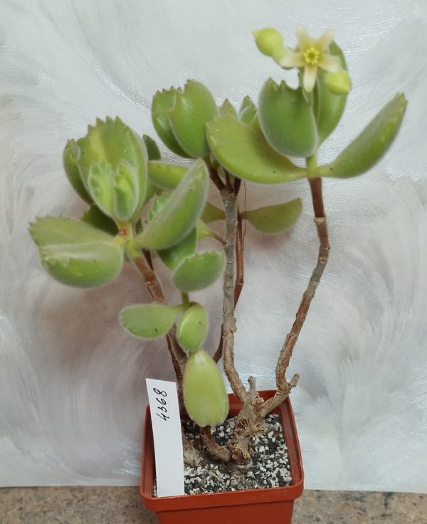 4368 Cotyledon tomentosa