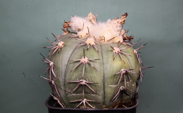 Echinocactus horizonthalonius VZP 546 Las Tablas — Кубик 9х9. Привит 1800грн