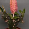 Euphorbia-abdelcuri-v.-damask-7. 950грн. Кубик 6х6см.