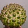Euphorbia-gymnocalycioides-2. 780 грн. Кубик 6х6см