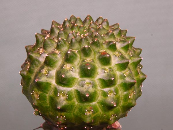 Euphorbia-gymnocalycioides-2. 780 грн. Кубик 6х6см