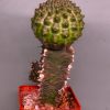 Euphorbia-gymnocalycioides-2. 780 грн. Кубик 6х6см.