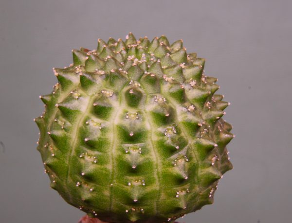 Euphorbia-gymnocalycioides-3. 780 грн. Кубик 6х6см