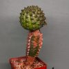 Euphorbia-gymnocalycioides-3. 780 грн. Кубик 6х6см.