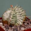 Euphorbia-meloformis-variegate-1. 900грн. Кубик 6х6см