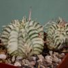 Euphorbia-meloformis-variegate-2. 1200грн. Кубик 6х6см
