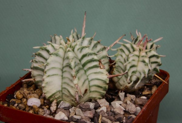 Euphorbia-meloformis-variegate-2. 1200грн. Кубик 6х6см