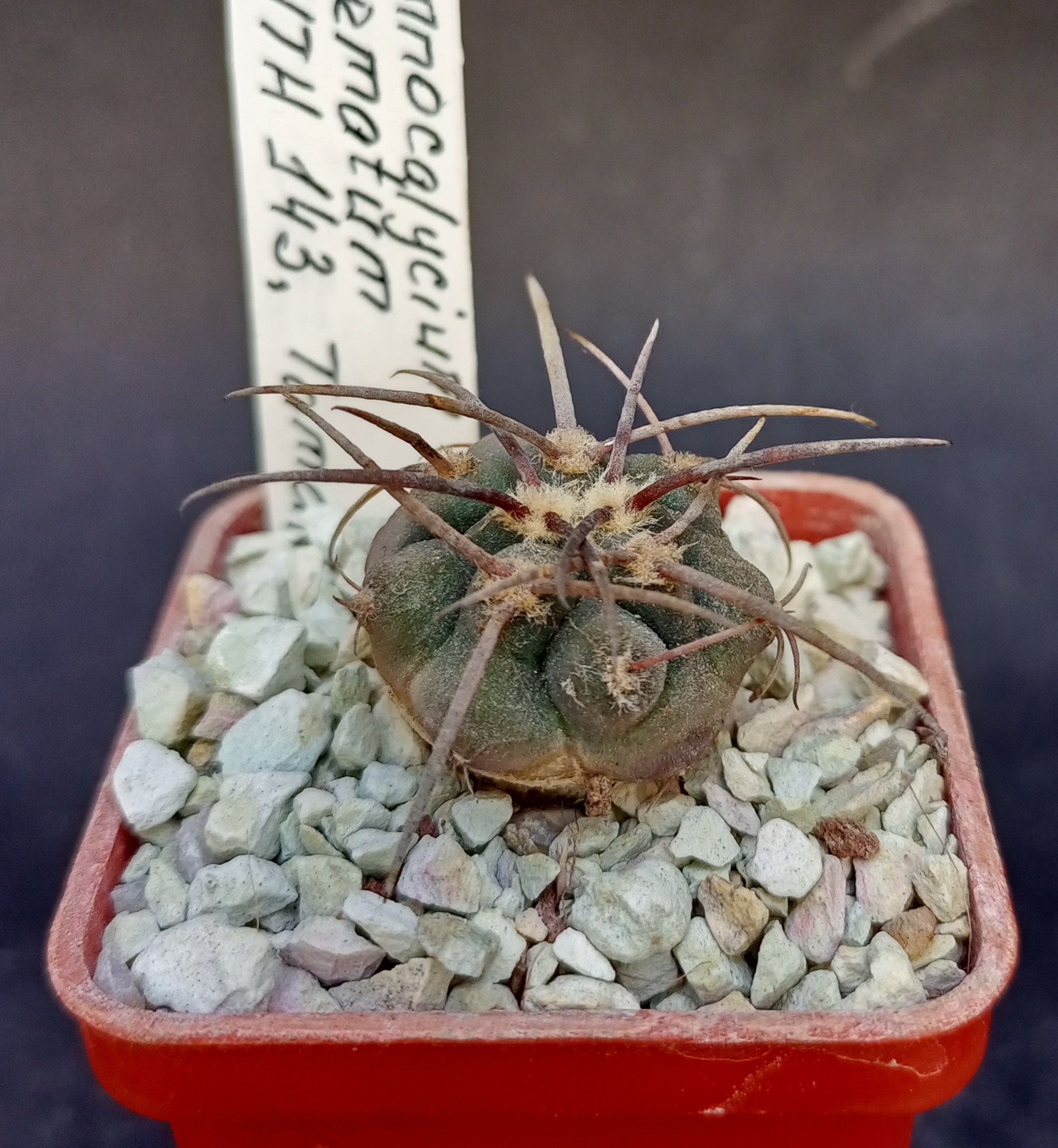 tripartitum philodendron Philodendron tripartitum – Three-Lobed Climber with Glossy Leaves