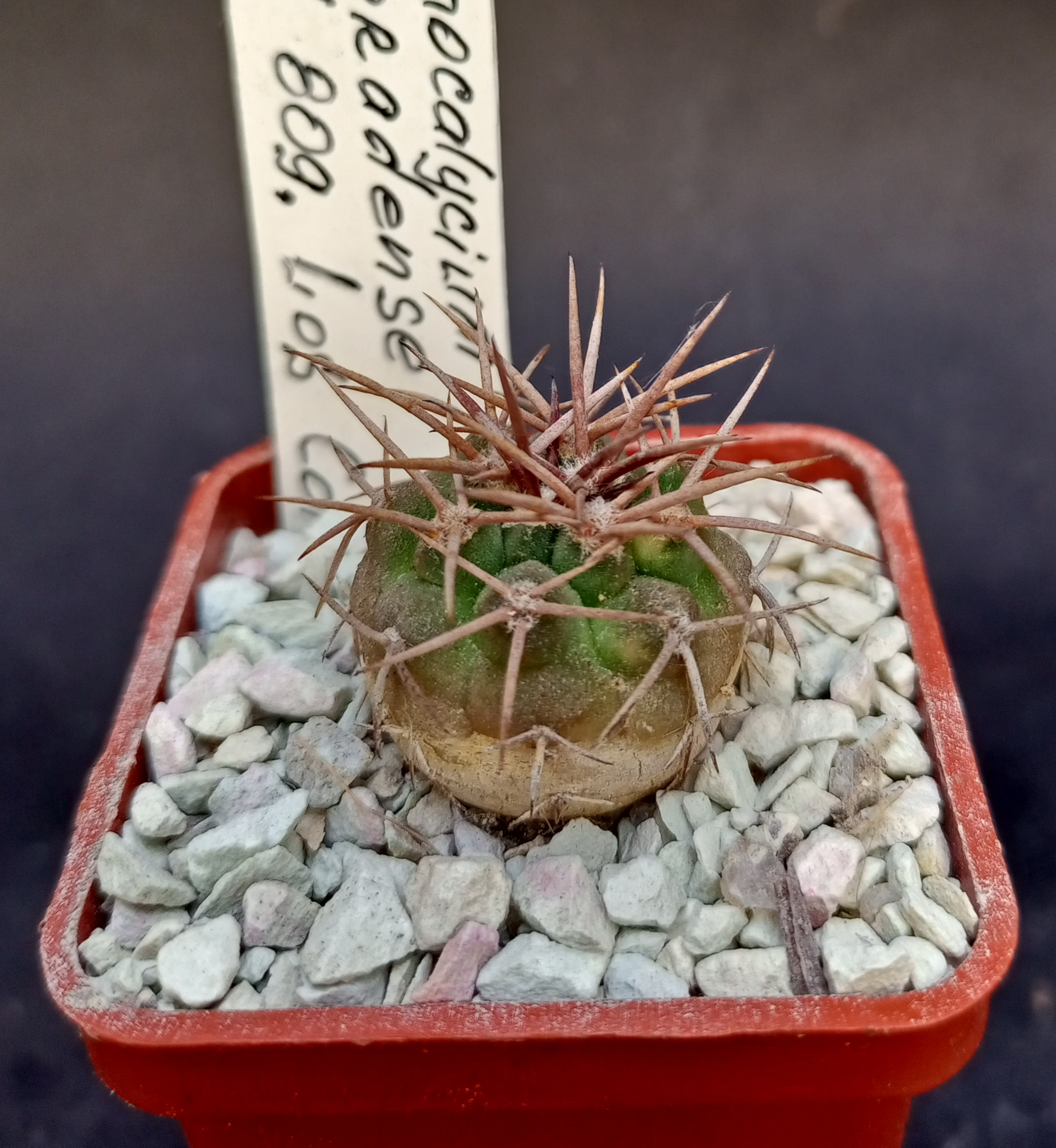 mammillaria anniana Mammillaria Hahniana Old Lady Cactus – AceMegaSucculents main image 0