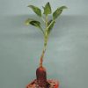 Oxygonum sр. Polygonaceae. Morogoro, Tanzania 1 -300грн — Кубик 5х5см