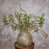 Pachypodium succulentum 8500грн. Кубик .20х20см