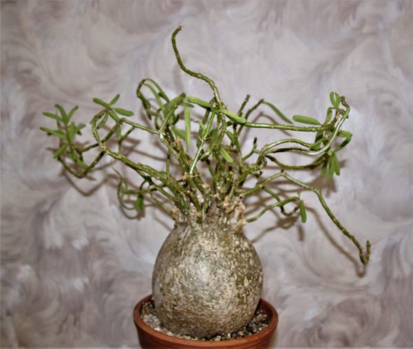 Pachypodium succulentum 8500грн. Кубик .20х20см