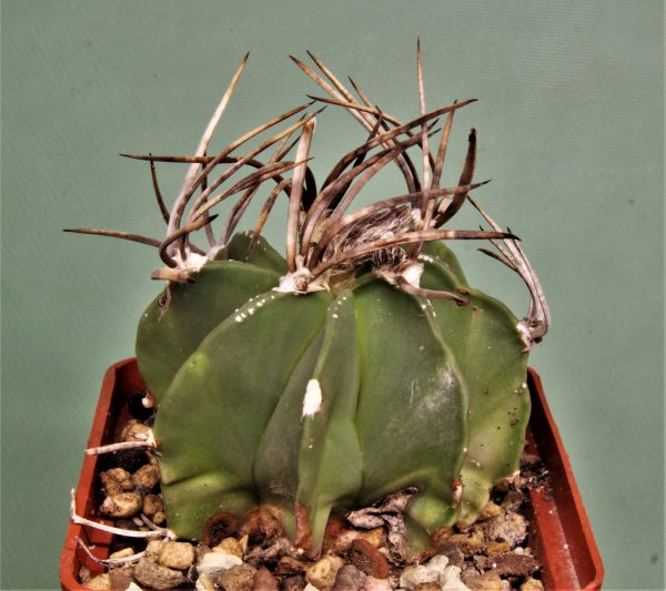 astrophytum capricorne v. crasispinum 1-650грн — Кубик 7×7см