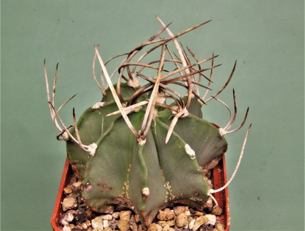 astrophytum capricorne v. crasispinum 2-650грн — Кубик 7×7см