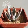 13 Echeveria Silver Dream ( hybrid Ermak Olga)