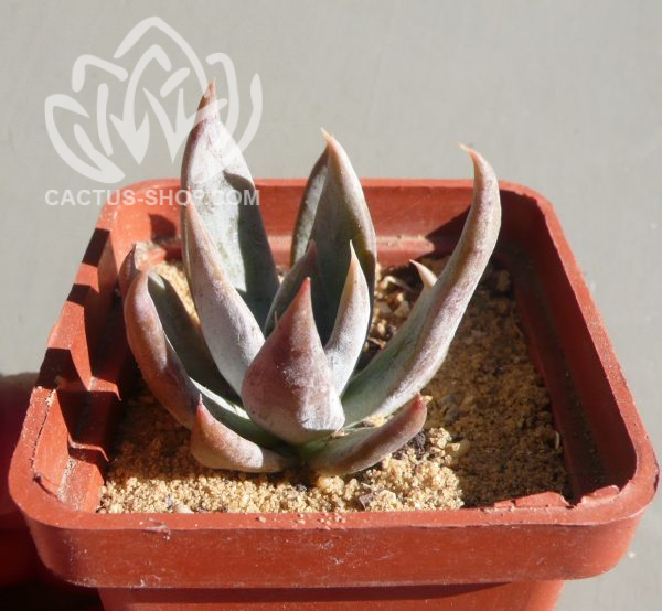 13 Echeveria Silver Dream ( hybrid Ermak Olga)