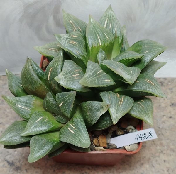 4428 Haworthia comptoniana hybrid