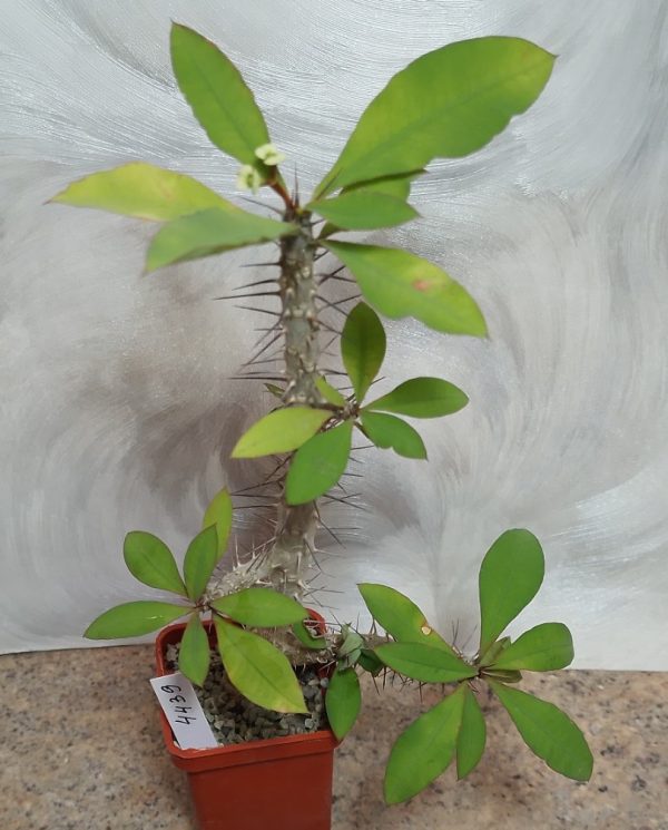 4439 Euphorbia milii v. roseana