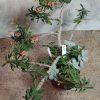 4451 Euphorbia pedilanthoides x milii