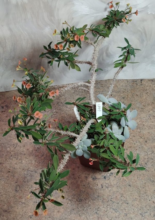 4451 Euphorbia pedilanthoides x milii
