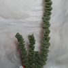 4457 Crassula hybrid