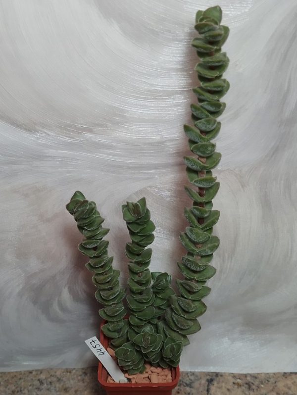 4457 Crassula hybrid