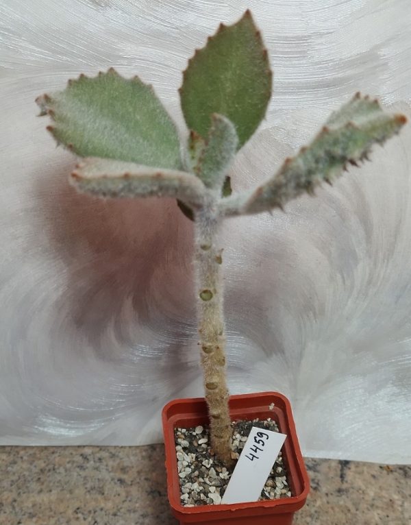 4459 Kalanchoe beharensis ‘Fang’