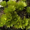 62.2 Echinocereus chloranthus v.jarilla -seeds-
