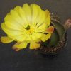 65 Echinocereus subinermis -seeds-