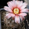 91 Gymnocalycium piltziorum P 38