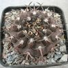 91 Gymnocalycium piltziorum P 38_